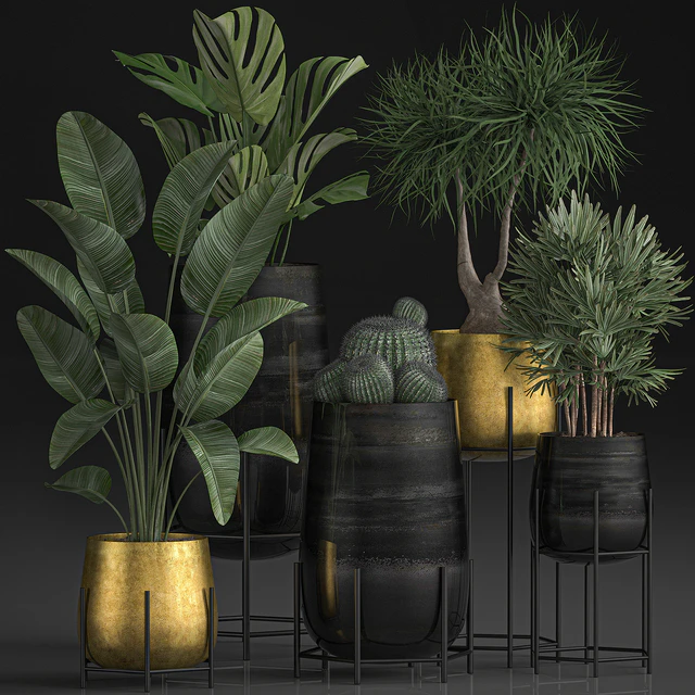 Collection of plants in luxury gold pots on legs with Monstera, Banana, rapeseed, dracaena, cactus, luxury decor. Set 546. — Descargar