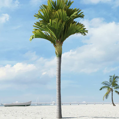 palm trees 035 — Descargar
