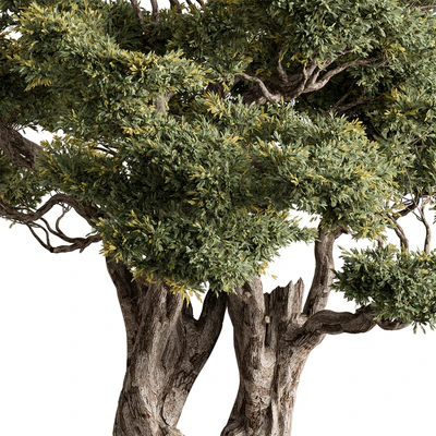 Ola Tree Set 294 — Вид 3