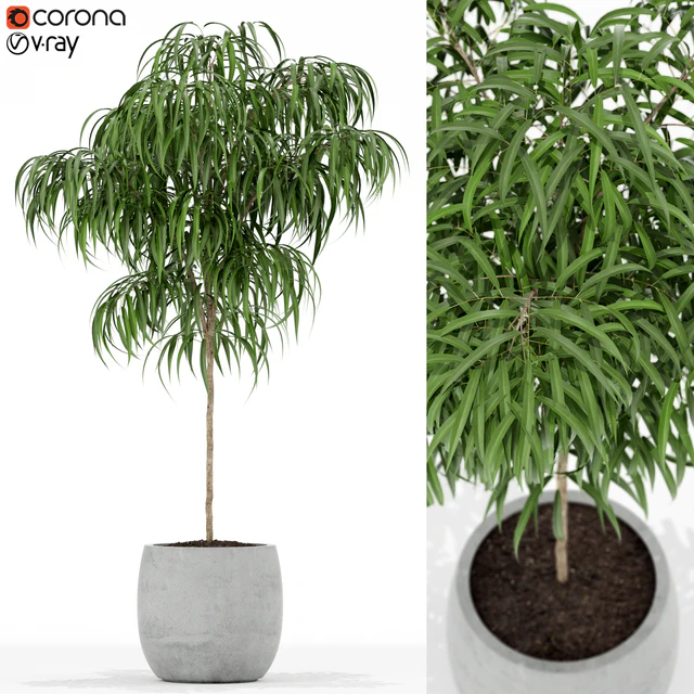 Plants collection 155 — Descargar