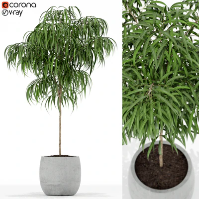 Plants collection 155 — Ver 1