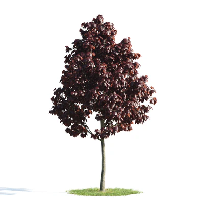 trees 019 — Descargar