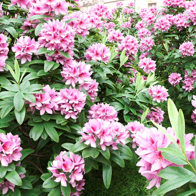 Rhododendron — Ver 4