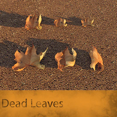 Dead Leaves — Вид 3