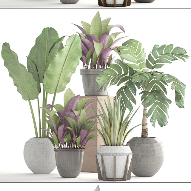 Collection of plants 173. flower, pot, palm tree, bush, banana, Hamedorea, interior plants — Descargar