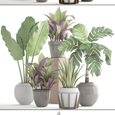 Collection of plants 173. flower, pot, palm tree, bush, banana, Hamedorea, interior plants — Ver 2