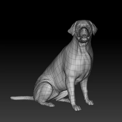 Labrador Retriever — Ver 2