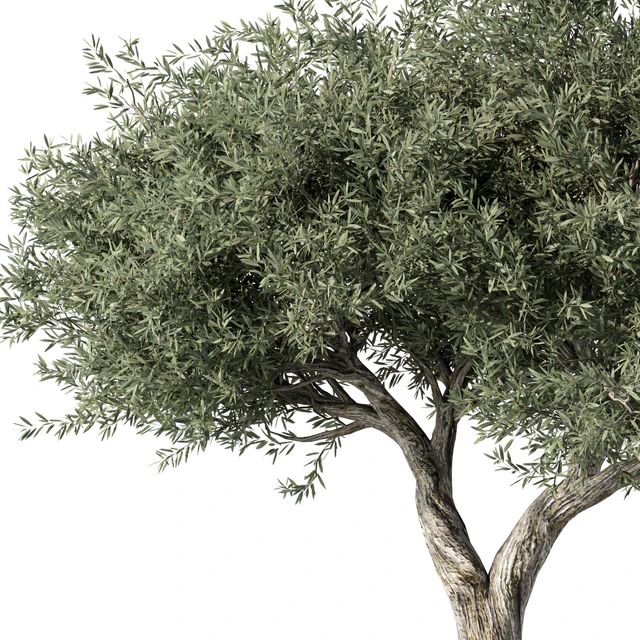 Olive Tree No.78 — Descargar