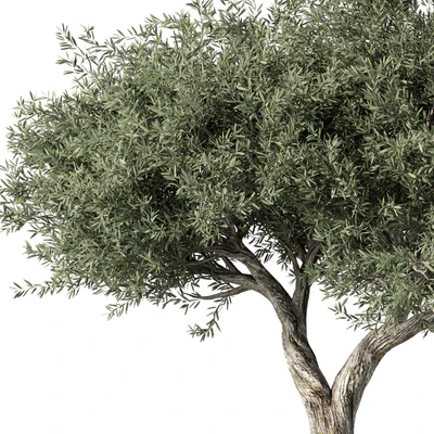 Olive Tree No.78 — Ver 3