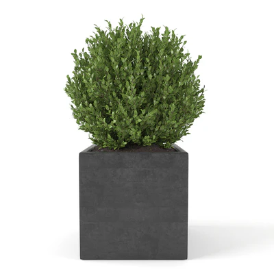 Boxwood - Set 2 — Ver 3