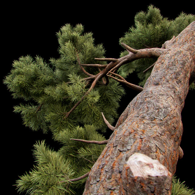 Curved Pine — Descargar