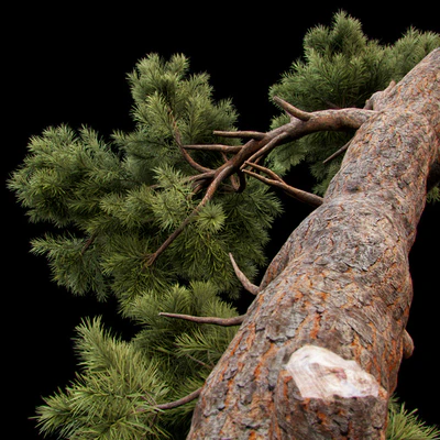 Curved Pine — Ver 2
