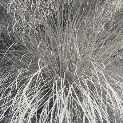 Muhlenbergia Capillaris - Pink Muhly Grass — Ver 5