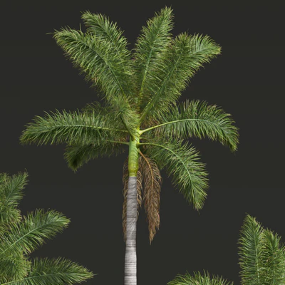 New Plant High detail Roystonea Regia — Вид 2