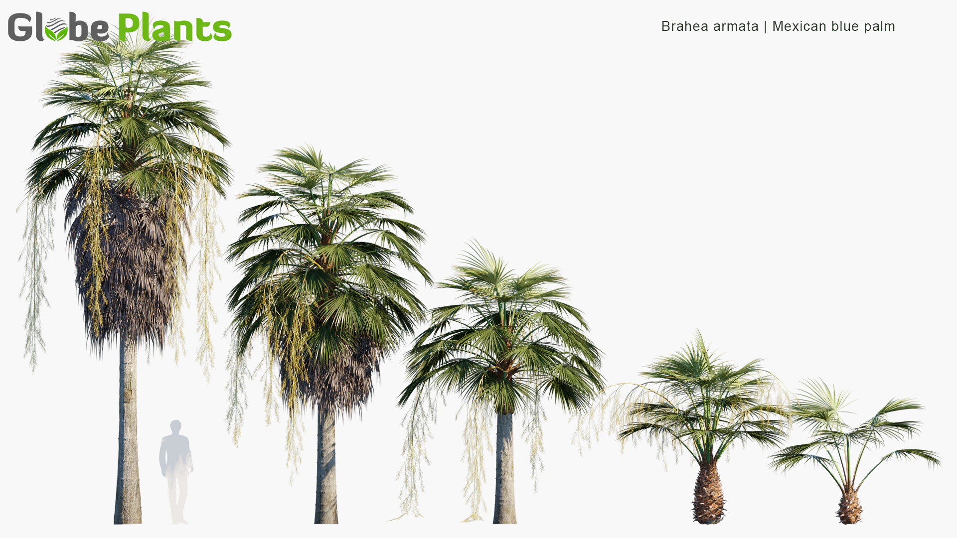 brahea armata — Скачать