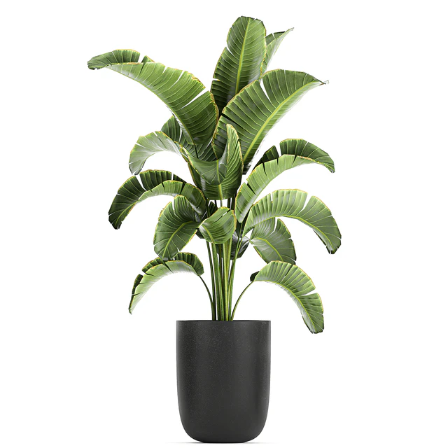 Collection of small plants and trees in black pots with Banana palm, Calathea lutea, bush, Scheffler. Set 804 — Descargar