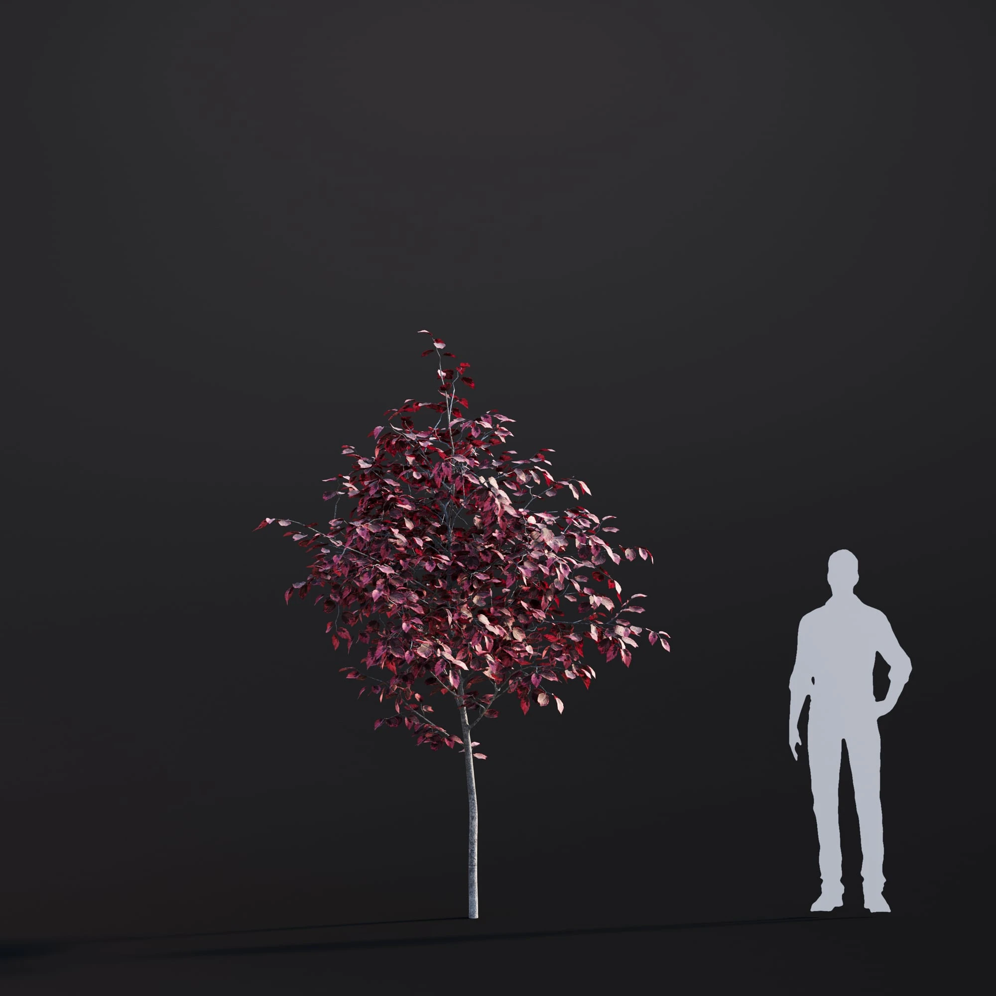038 tricolor beech — Скачать