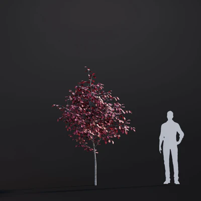 038 tricolor beech — Скачать