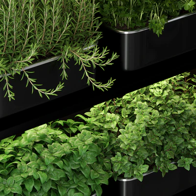Plants collection 262 — Вид 2