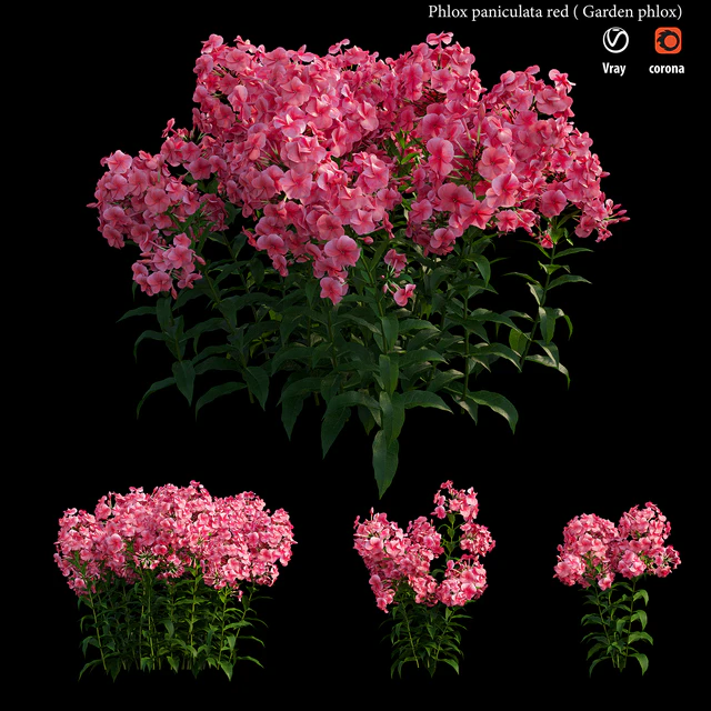 Phlox paniculata red — Descargar