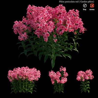 Phlox paniculata red — Ver 1