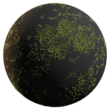 chinaberry fruit 001 — Скачать