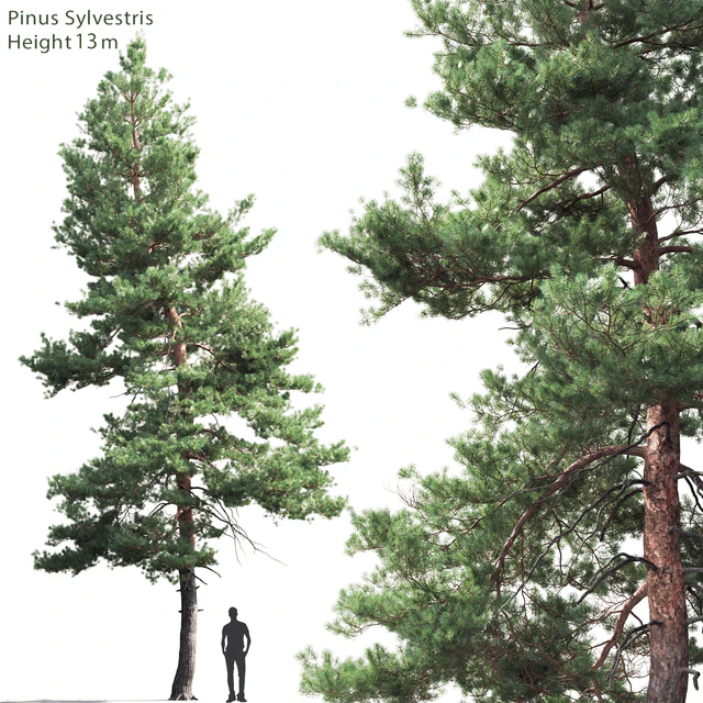 Pine — Descargar