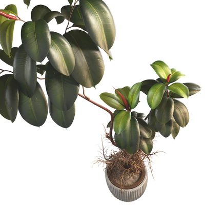 Bonsai Jungle Ficus Elastica Rubber Tree 339 — Ver 5