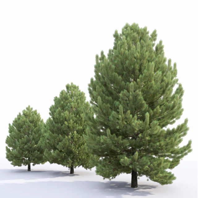Pine — Descargar