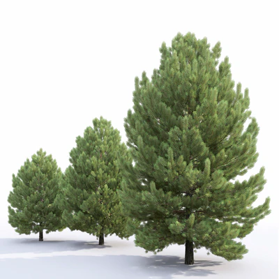 Pine — Ver 4
