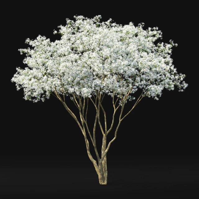 Amelanchier — Скачать