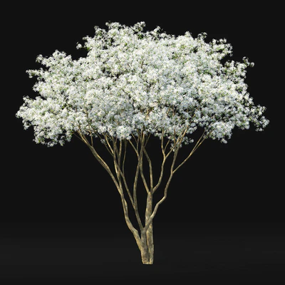 Amelanchier — Вид 4