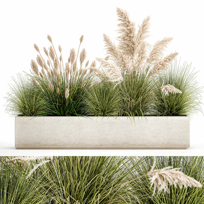 Collection of plants in a pot Pampas grass, reeds, bushes, landscape design, white, flowerbed. Set 1077 — Ver 1
