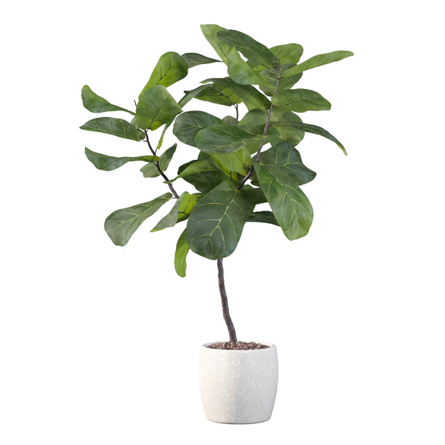Plants collection 101 - ficus lyrata — Download