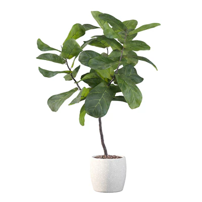 Plants collection 101 - ficus lyrata — View 4