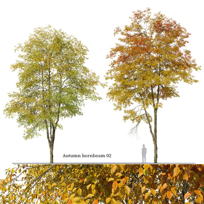 Autumn hornbeam tree 02 — Вид 1