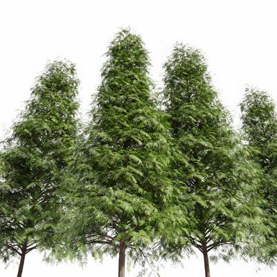 Real Tree Metasequoia glyptostroboides — Ver 2