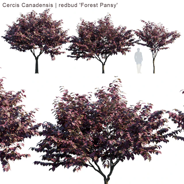 Cercis Canadensis | redbud "Forest Pansy" — Скачать