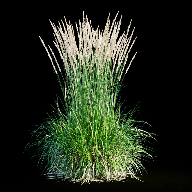 Feather reed grass — Descargar