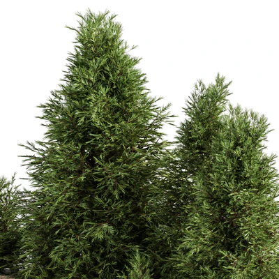 Outdoor Plant Set 231 - Plant Box with Tree — Ver 4