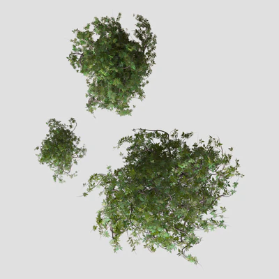 Shrubs — View 2