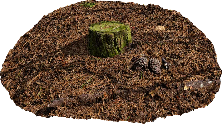 mossy pine stump 001 — Скачать