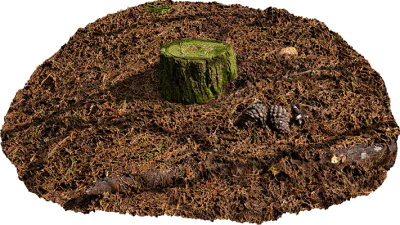 mossy pine stump 001 — Скачать