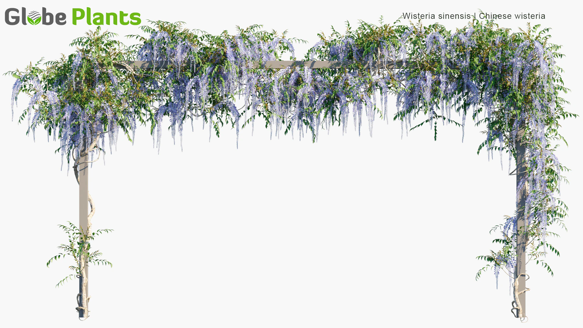 wisteria sinensis — Скачать