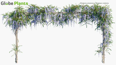 wisteria sinensis — download