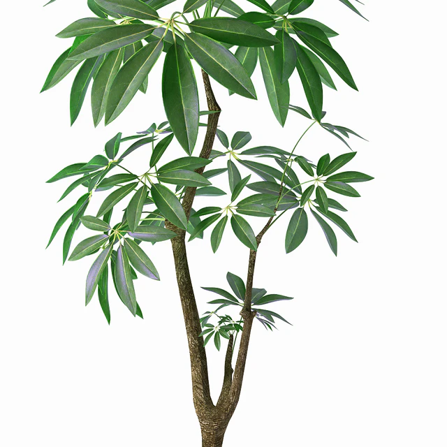 EVA PACHIRA AQUATICA PLANT 37 — Descargar
