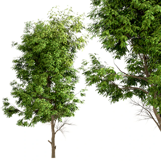 Set of Ash Trees (Fraxinus) (3 Trees) — Скачать