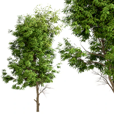 Set of Ash Trees (Fraxinus) (3 Trees) — Вид 5