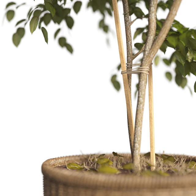 Benjamin plant — Descargar