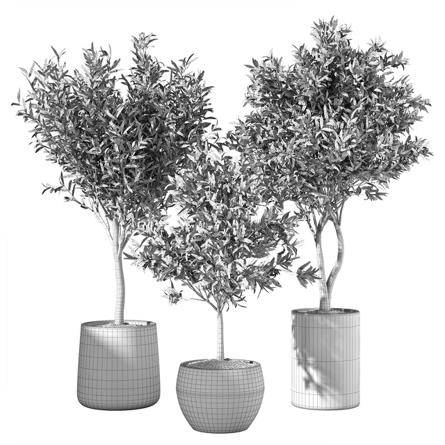 Olive Tree Indoor Plants Set.85 — Скачать